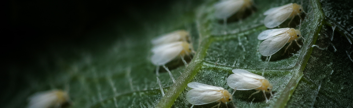 Mengamati Kutu Kebul Dengan Mikroskop