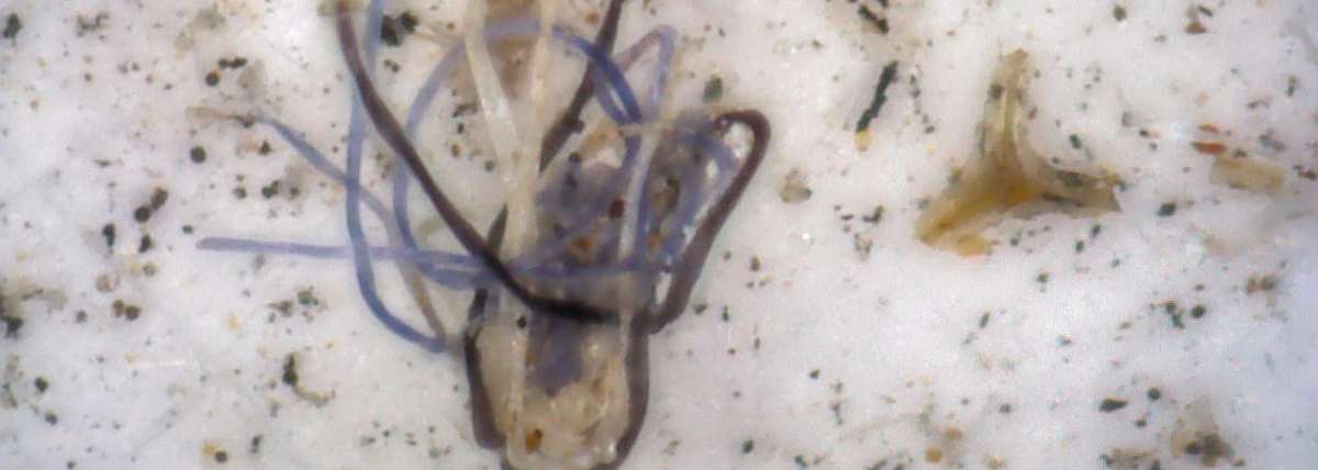 Mikroplastik dari Udara